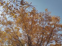 -金塔沙漠胡杨林景区