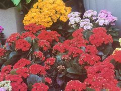 -北京植物园-展览温室