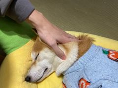 -逗柴咖啡屋·狗咖猫咖宠物桌游