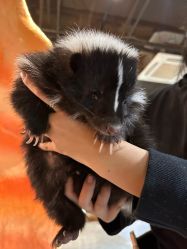 点击看大图 -Zoolung Zoolung动物主题公园(海信广场店)