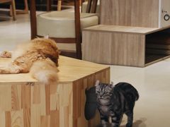 -藏猫猫咖啡主题馆(中央大道店)