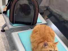 -四月宠物医院·猫专科·心脏专科·内科(转塘店)
