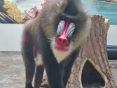 -西安秦岭野生动物园