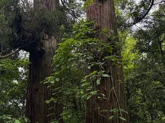 -天目山大树王景区