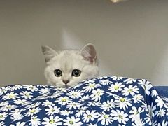 -爱佳宠物中心医院24H·CT·骨外科·猫专科(瑶海万达店)