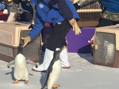 -沈阳奥体冰雪嘉年华