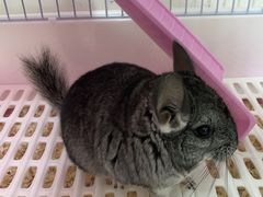 -龟与熊猫宠物公园(南坪店)