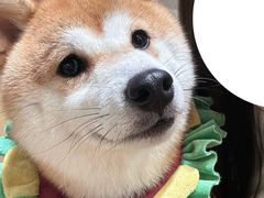 -逗柴咖啡屋·狗咖猫咖宠物桌游