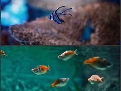 -上海海洋水族馆
