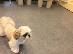 -有喵·猫咖·狗咖·30几只猫10只小狗(岗厦店)