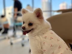 -怪兽屋·羊驼·猫咖·狗咖(俊华广场店)