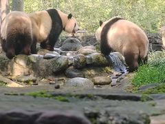 -都江堰中华大熊猫苑