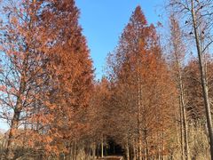 -溱湖国家湿地公园