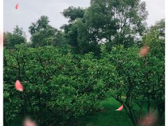 -橘子洲景区