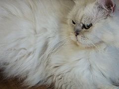 -猫猫幼稚园·撸猫·桌游·电玩