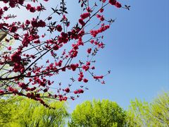 -永定河休闲森林公园