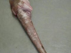 漳州酿豆腐-食味鲜酒楼