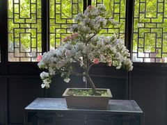 -上海醉白池公园