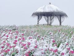 -径山花海