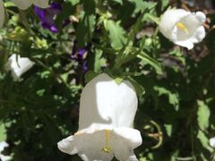 iphone_upload_pic-罗布林卡
