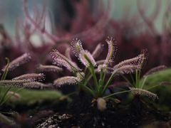 -北京植物园-展览温室