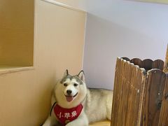 -Husky Go! 哈士奇体验馆·宠物咖啡厅狗咖