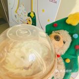 安福路网红小熊换圣诞🎄Look了！