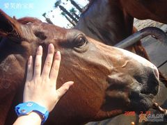 -松声马术俱乐部