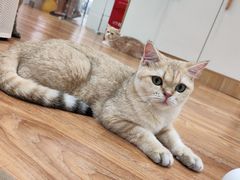 -COLOR PETS 撸猫馆·购猫·猫咖(长风大悦城店)