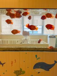 -杭州贝瑞斯美华妇儿医院·早孕·产检·儿科