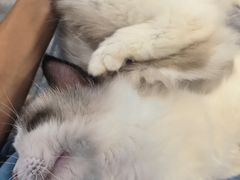 -楼上猫咖(罗湖店)