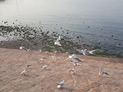 -琴岛之星摩天轮