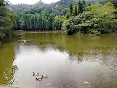-滴水岩森林公园