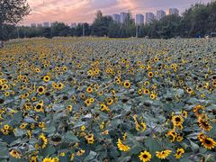 -长白岛森林公园