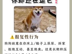 -美联众合动物医院·24h转诊中心