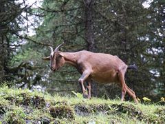 -硗碛藏寨·神木垒景区