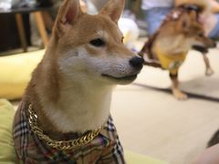 -逗柴咖啡屋·狗咖猫咖宠物桌游