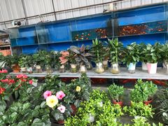 -金科花卉市场