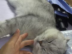 -喵的天空名猫咖啡馆·撸猫·猫舍·用品