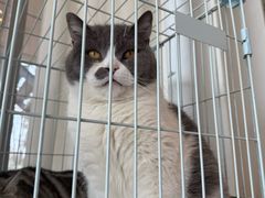 -猫的天空之城概念书店(北戴河蔚蓝海岸店)