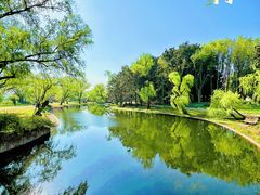 -上海共青森林公园