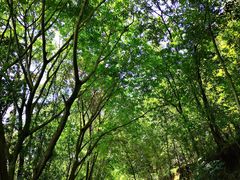 -神光山国家森林公园