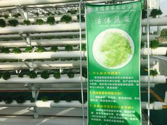 -兰陵国家农业公园