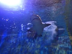 -锦艺城海洋馆