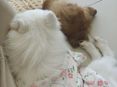 -怪兽屋·羊驼·猫咖·狗咖(俊华广场店)