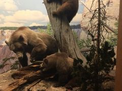 -美国自然历史博物馆