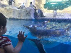 -华夏文旅海洋公园