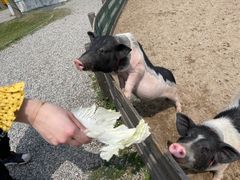 -前小桔亲子创意农场·草莓采摘·露营烧烤