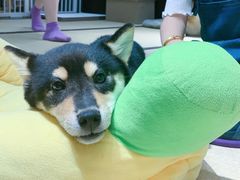 -逗柴咖啡屋·狗咖猫咖宠物桌游