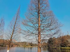 -观山湖公园